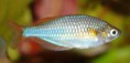 /album/importados-exoticos/melanotaenia-praecox-f-jpg/